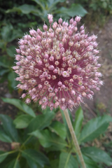 Allium ampeloprasum