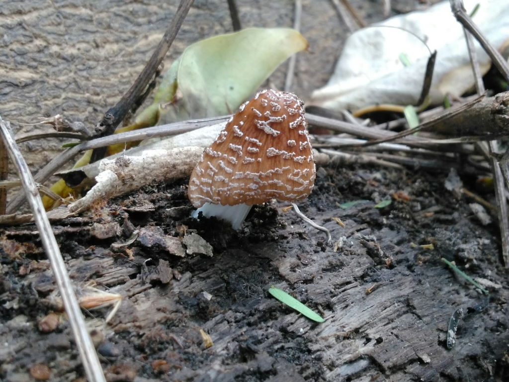 Coprinellus domesticus · September 2018 · photo: © nicoolejnik (iNaturalist, cc-by)