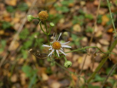 Erigeron annuus