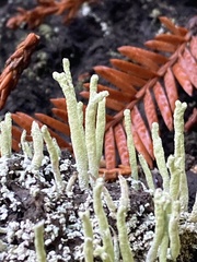 Cladonia verruculosa