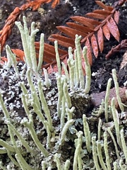 Cladonia verruculosa