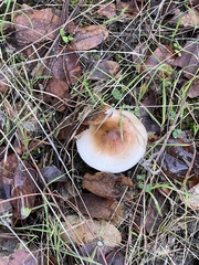 Lepiota spheniscispora