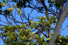 Spindalis portoricensis