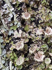 Cladonia scabriuscula