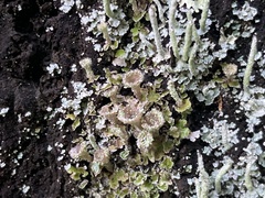 Cladonia scabriuscula