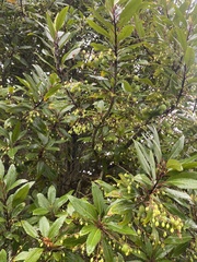 Elaeocarpus hookerianus