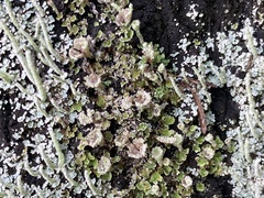 Cladonia scabriuscula