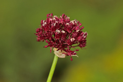 Allium aschersonianum
