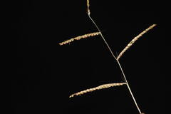 Paspalum plicatulum