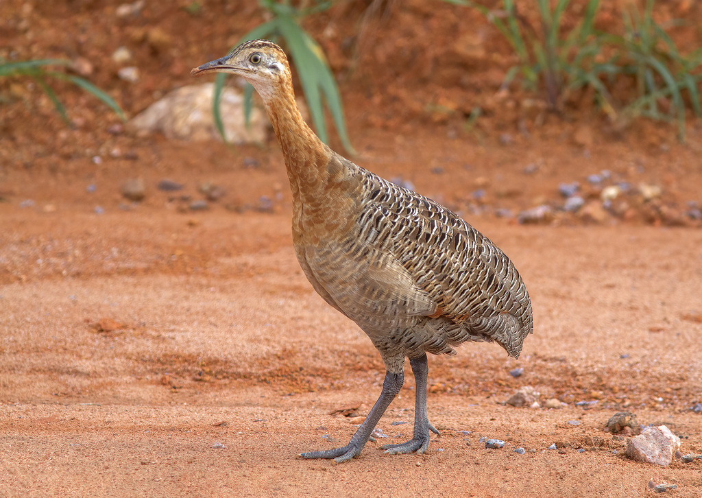 Red-winged Tinamou photo