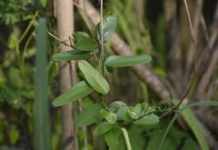 Cocculus diversifolius