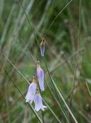 Dierama floriferum