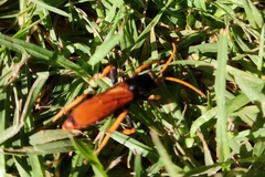 Cryptocheilus bicolor