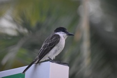 Tyrannus caudifasciatus