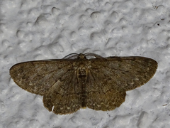 Hypomecis punctinalis