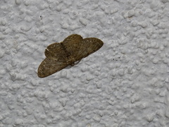 Hypomecis punctinalis