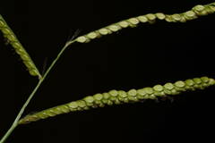 Paspalum mandiocanum