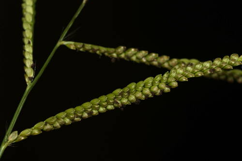 Paspalum mandiocanum