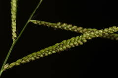 Paspalum mandiocanum