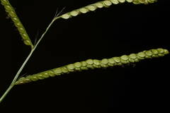 Paspalum mandiocanum