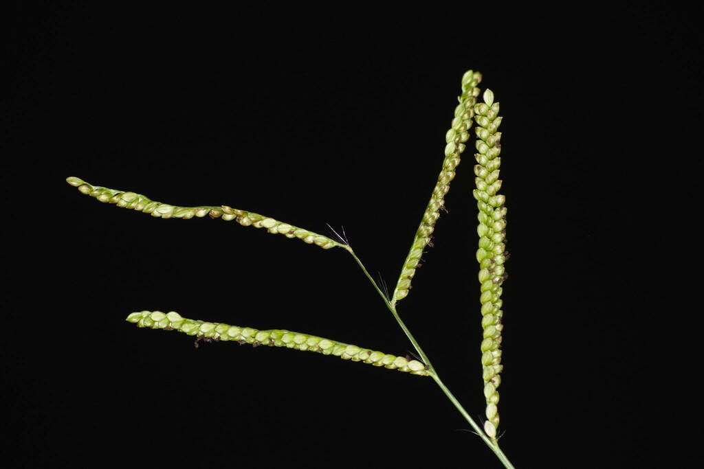 Paspalum mandiocanum