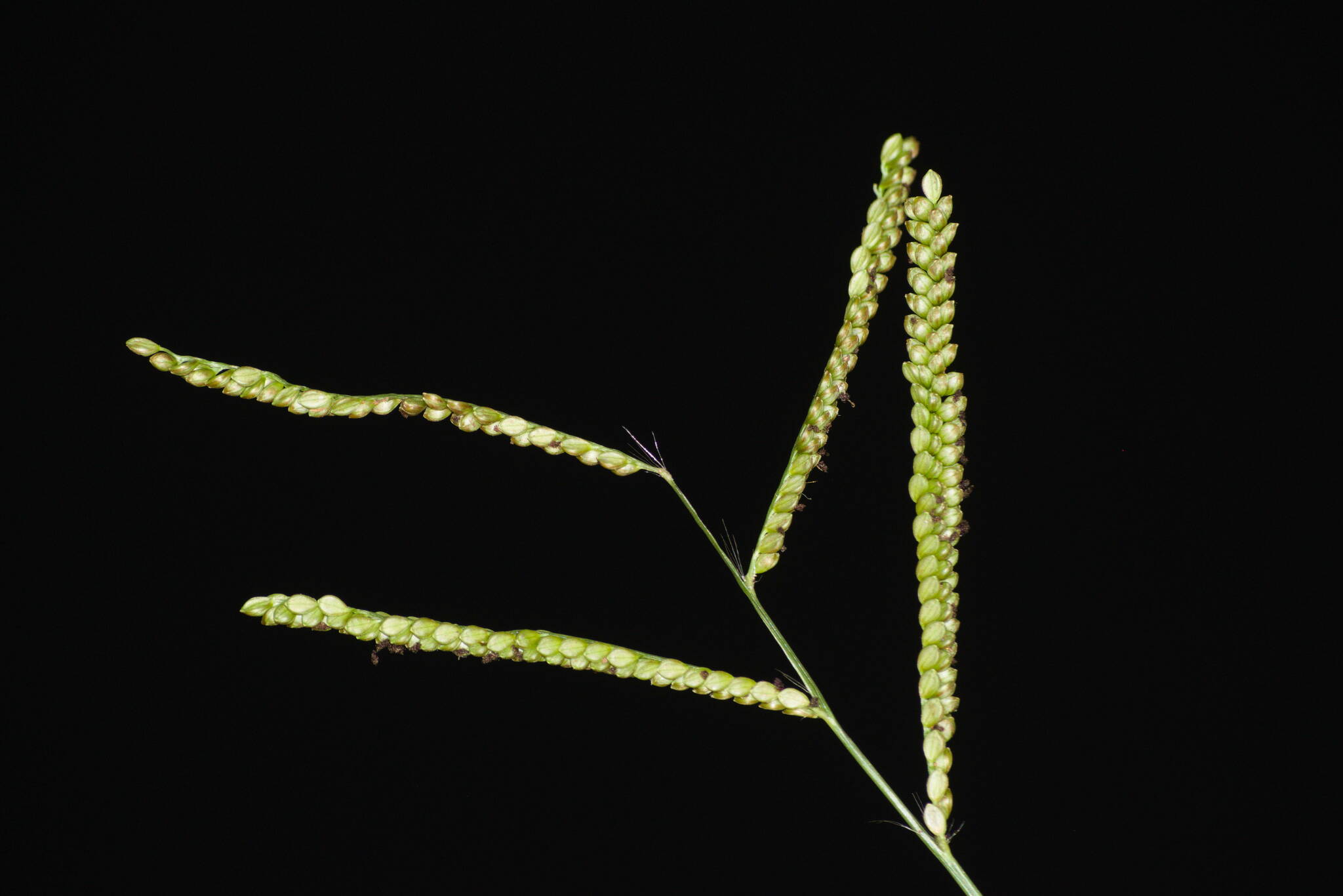 Paspalum mandiocanum