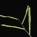 寬葉雀稗 - Photo 由 Kevin Faccenda 所上傳的 (c) Kevin Faccenda，保留部份權利CC BY