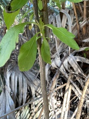 Pluchea carolinensis