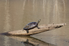 Pseudemys concinna concinna