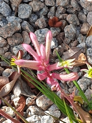 Anigozanthos
