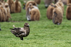 Stercorarius antarcticus