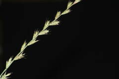 Lolium multiflorum