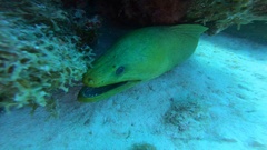 Gymnothorax funebris
