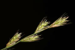 Lolium multiflorum