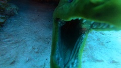 Gymnothorax funebris