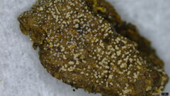Henningsomyces candidus