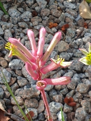 Anigozanthos
