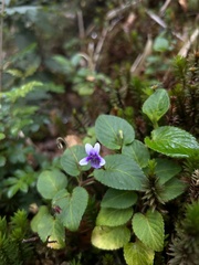 Viola scandens