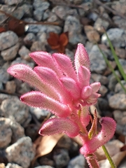Anigozanthos
