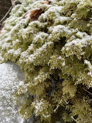 Hylocomium splendens