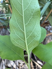 Pluchea carolinensis