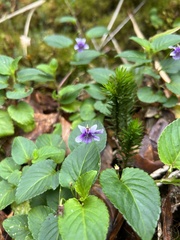 Viola scandens