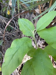Pluchea carolinensis