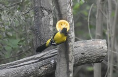 Icterus graduacauda
