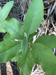 Pluchea carolinensis