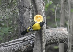 Icterus graduacauda