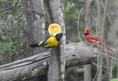 Icterus graduacauda