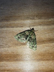 Hammaptera parinotata