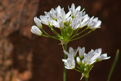 Allium cassium