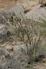 Cylindropuntia acanthocarpa
